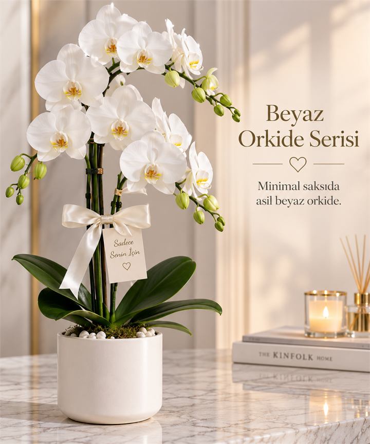 Beyaz Orkide Serisi