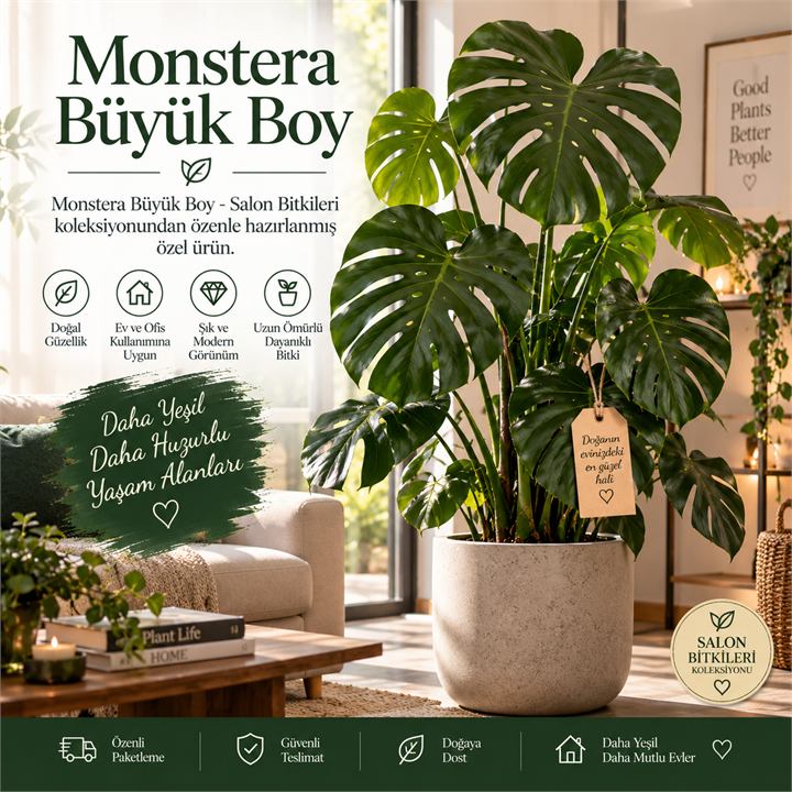 Monstera Büyük Boy